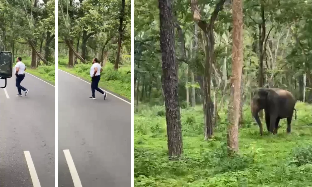 Viral Video An elephant chases a man into a muttunga wildlife sanctuary