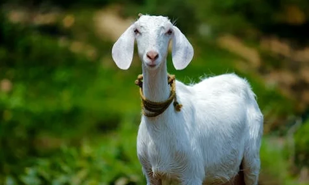Two Men Gangrape Goat