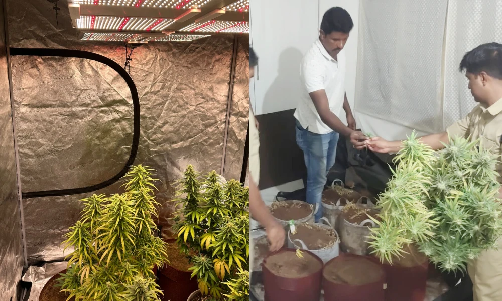Growing ganja at home in Shivamogga