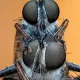 Golden-Tabbed Robber Flies Mating Photo