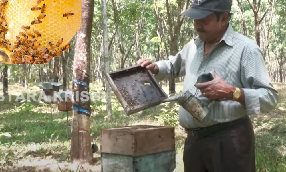 Honey bee farming Krishi Khajane