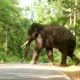 Huge lone elephant crossing the road near Bommanalli Dam Dandeli