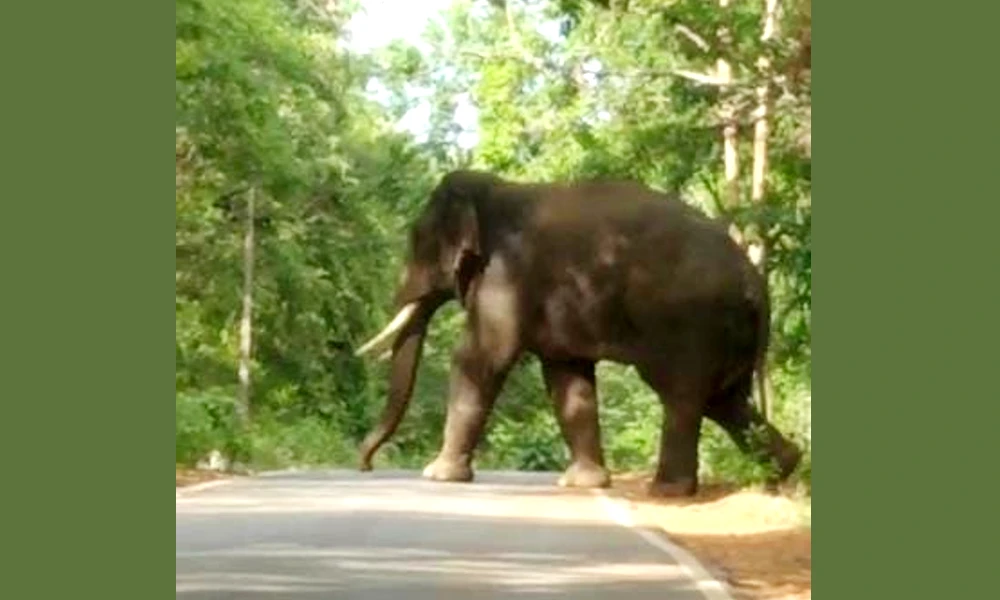 Huge lone elephant crossing the road near Bommanalli Dam Dandeli