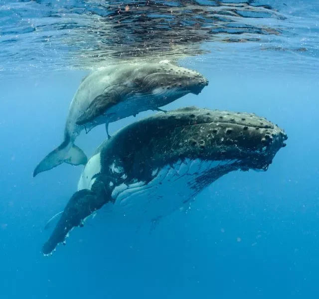 Images Of Teethless Animals