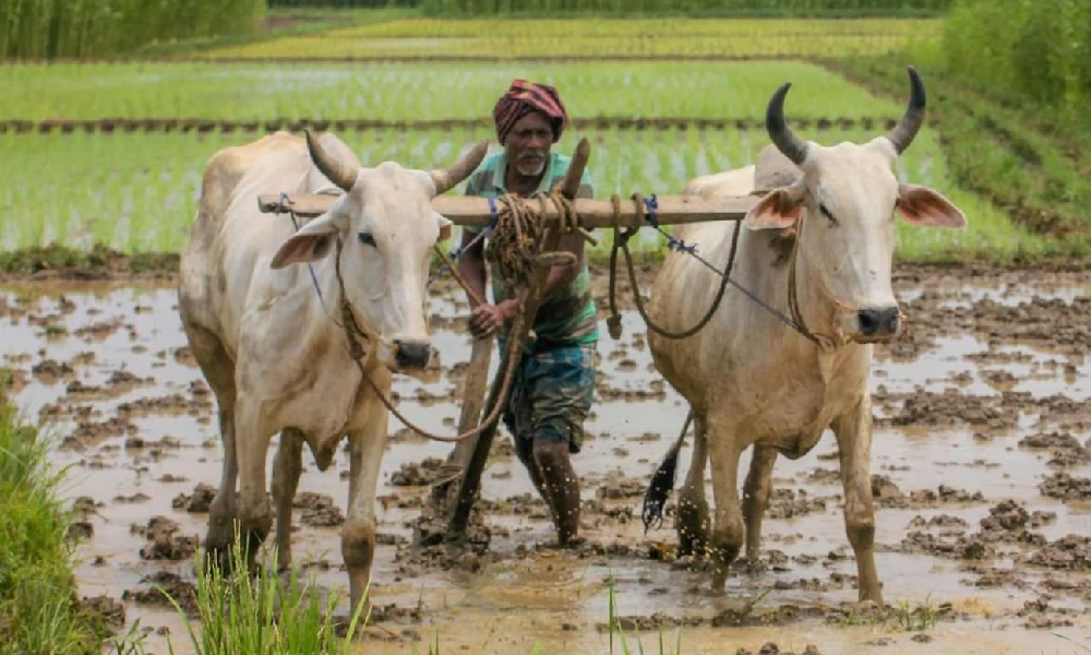 Indian Monsoon And Agriculture
