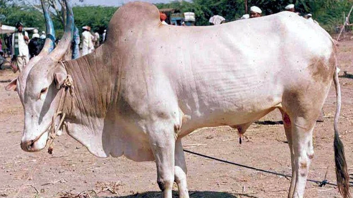 ಕೃಷ್ಣಾವ್ಯಾಲಿ

Krishna Valley cattle