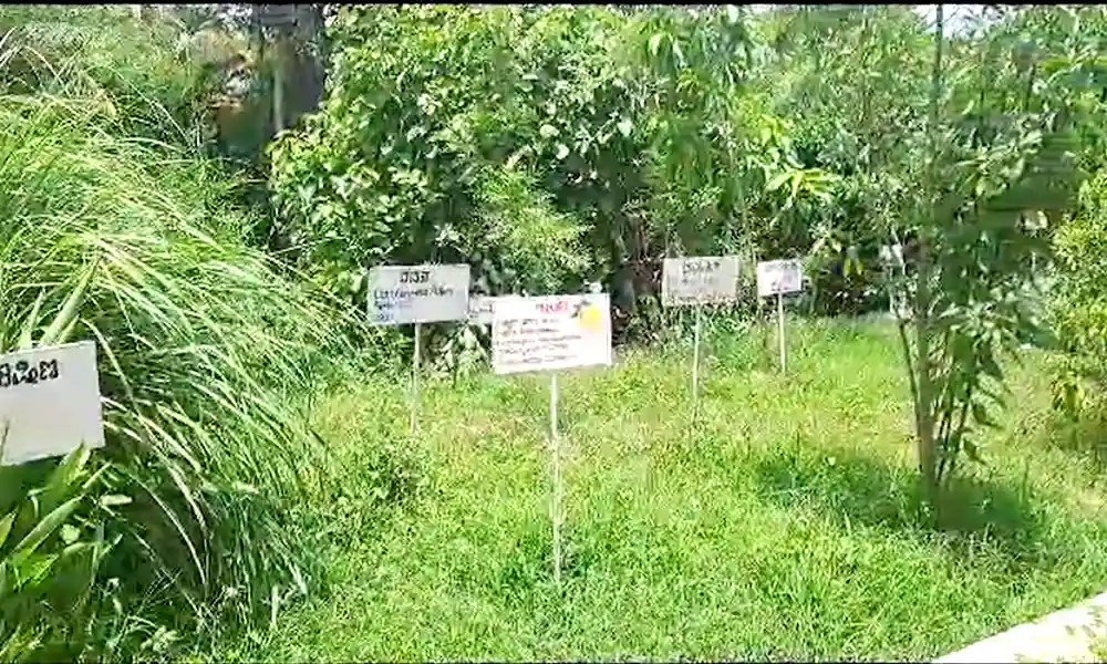 Medicinal plant garden at Ayurvedic hospital in Udri village