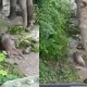 Mother Elephant Tries To Revive Dead Calf