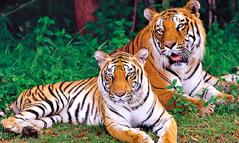 Nagarahole tiger Safari Video Viral