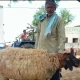 Raju singh With Lamb