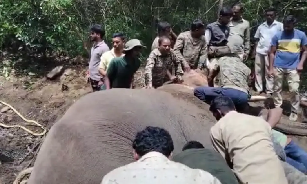wild Elephant trapped in Ramanagara