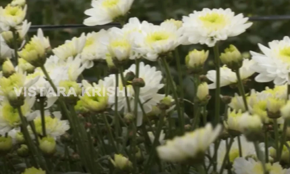 Sevanthige Flower Farming