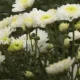 Sevanthige Flower Farming