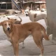 Street Dogs Drone Survey