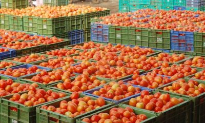 Tomato Price Hike In Various States