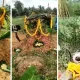 Farmer cries over cow death in tumkur and last rites of the cow were performed Video Viral
