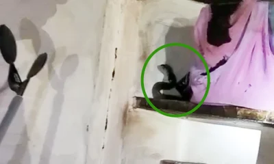 Video Viral Snake in the kitchen Woman saved