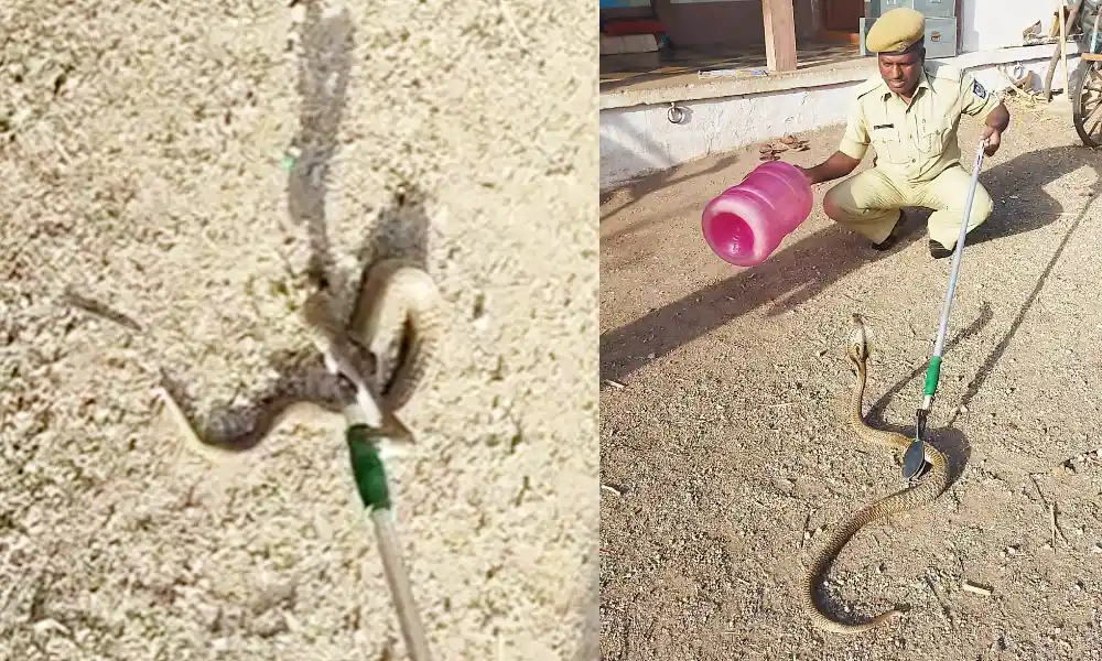 Video Viral Snake in the kitchen Woman saved gadag