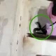 Video Viral Snake in the kitchen Woman saved