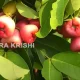Water Apple Cultivation