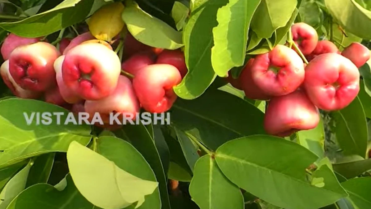 Water Apple Cultivation