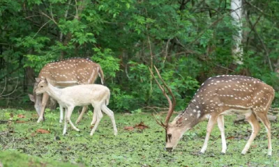 White deer spotted at Nagarahole