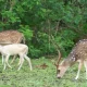 White deer spotted at Nagarahole