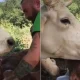 cow saying thanks to man