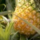 pineapple cultivation