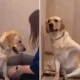 dog viral video