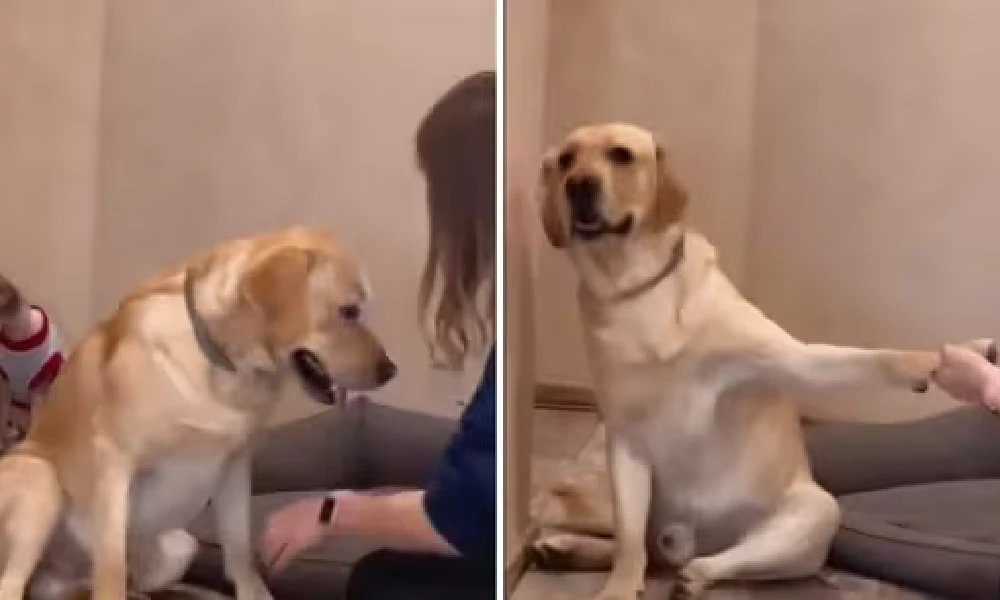 dog viral video