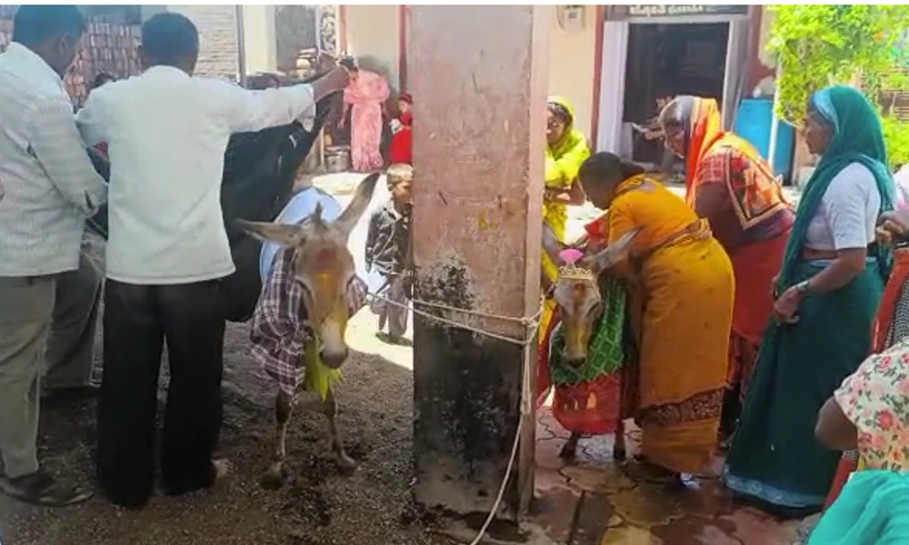 donkey marriage in belagavi district sambaragi