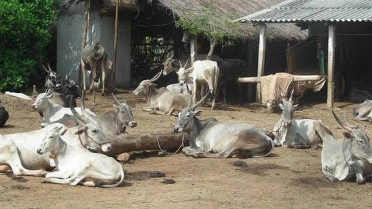 go sampattu column by shylesh holla about Hallikar Native Cattle Breed Of karnataka 