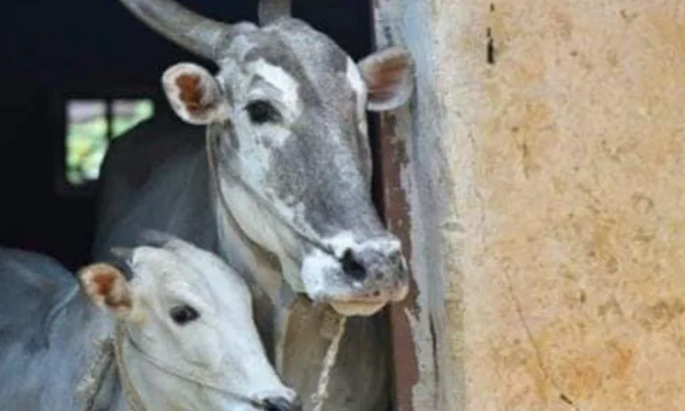 Hallikar is a breed of cattle native to the state of Karnataka