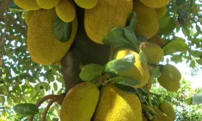 images of Jackfruit Benefits