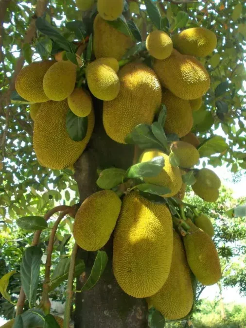 images of Jackfruit Benefits