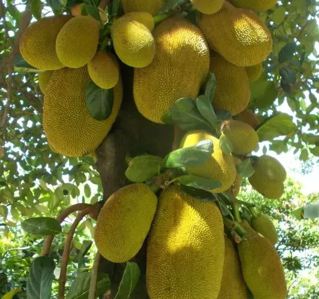 images of Jackfruit Benefits