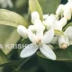 jasmine cultivation