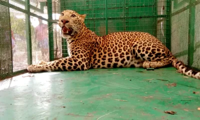 A male leopard was caught in the garden of the former minister
