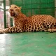 A male leopard was caught in the garden of the former minister