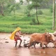 farmer in monsoon