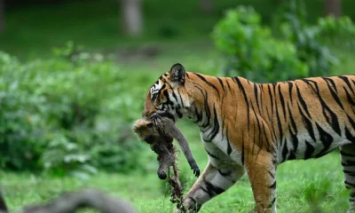 nagarahole tiger hunting