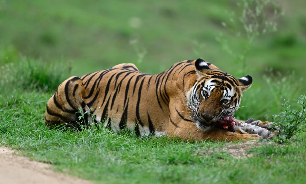 tiger hunting langur in nagarahole