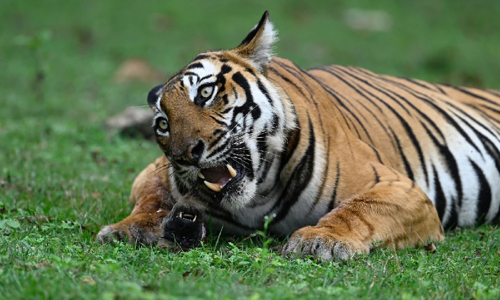 tiger hunting langur in nagarahole