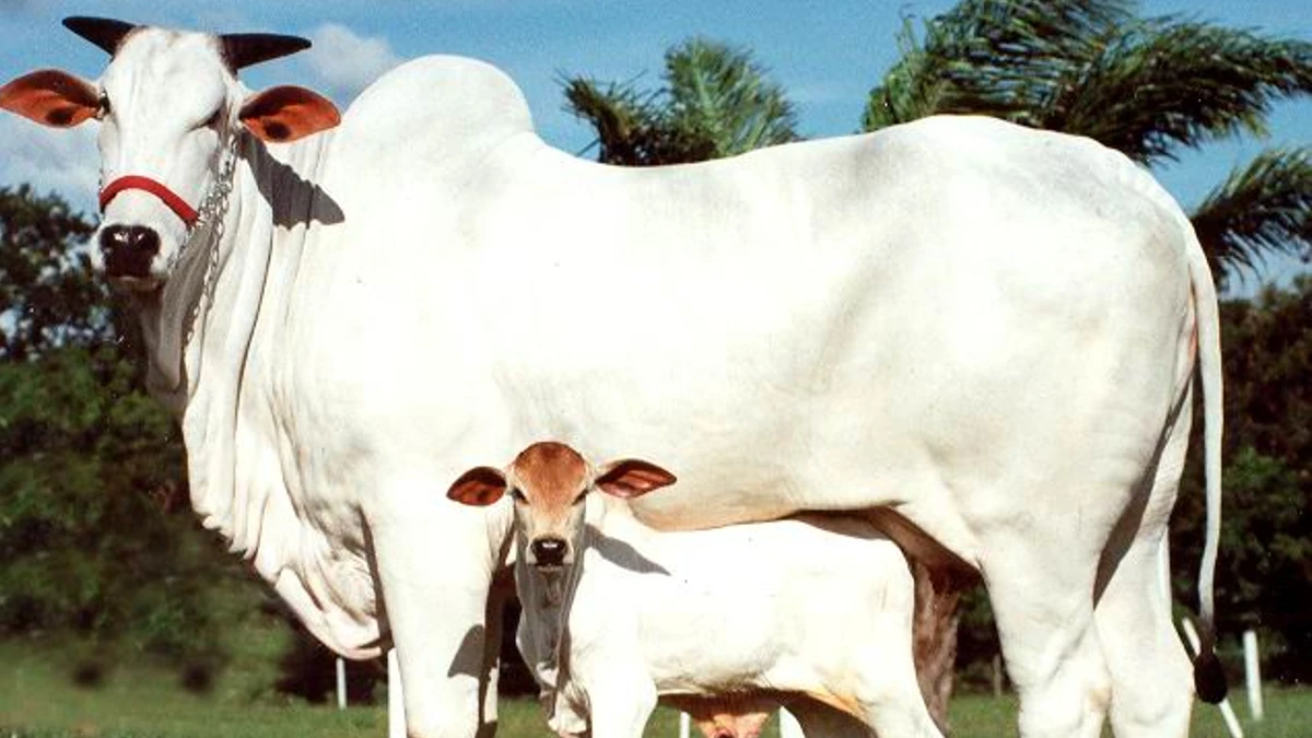 Ongole cattle breed