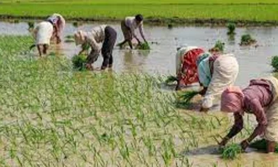 Paddy crop