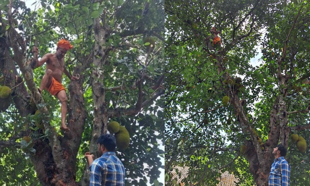 pejavara sri vishwaprasanna swamiji climbing tree