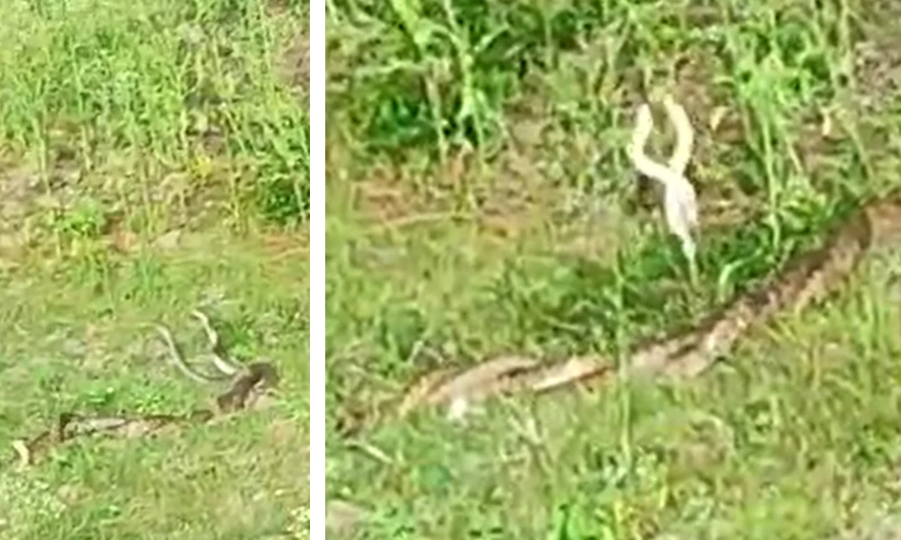 mating of snakes in Chamarajanagar Video Viral