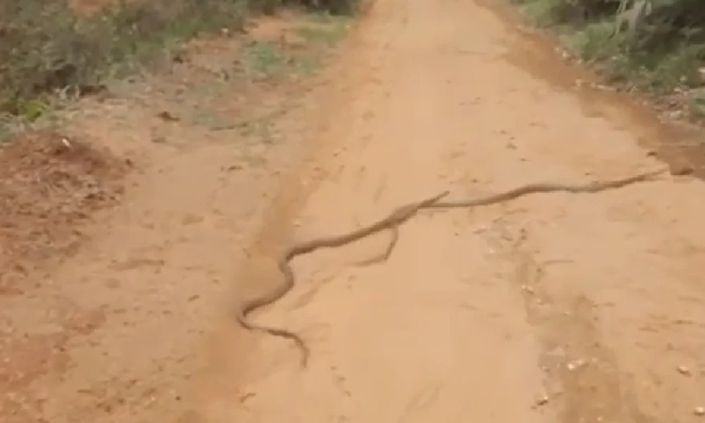 snakes mate in the road video viral