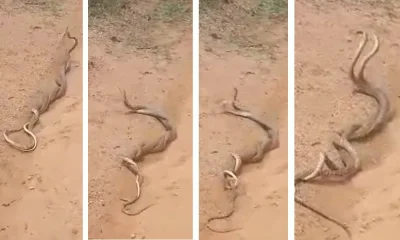 snake mating in koppala